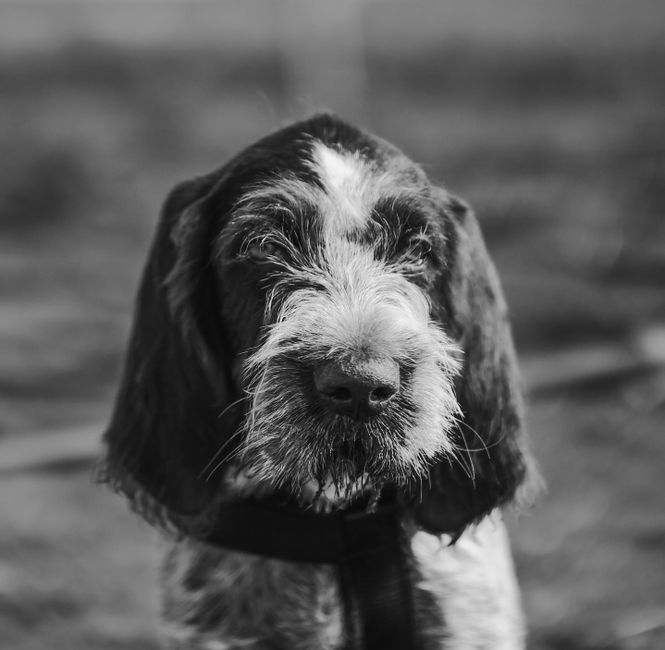 A close-up black and white photograph of a dog's head, featuring a medium-sized breed with long, drooping ears and a wiry, textured coat. The dog has a distinctive white blaze running from its forehea